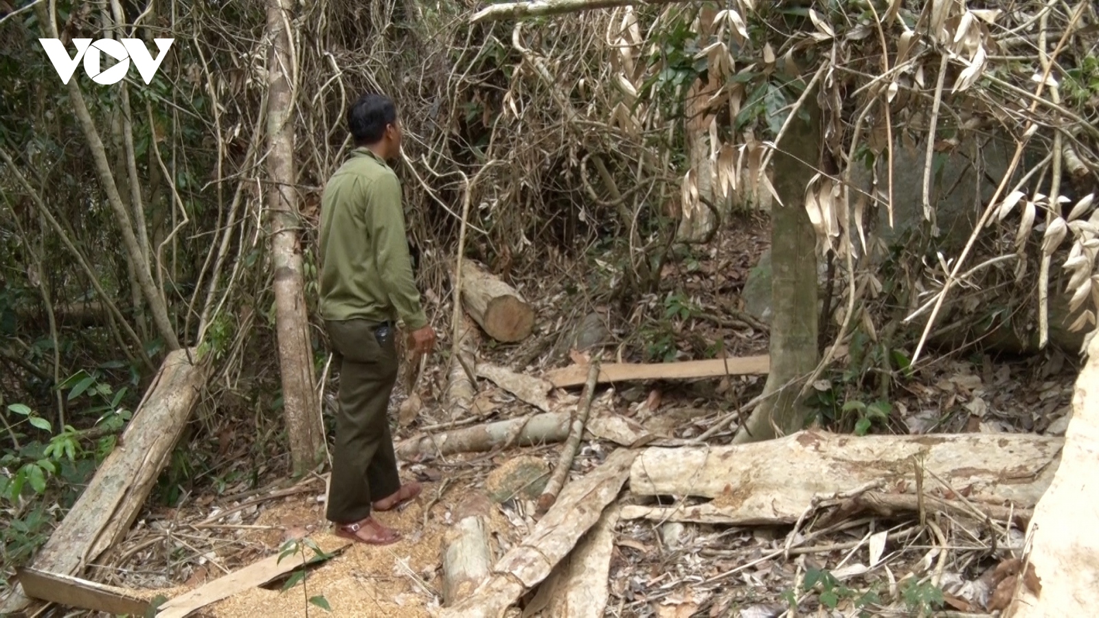 Nóng tình trạng phá rừng ở vùng quy hoạch tưới của Thuỷ lợi Ia Mơr